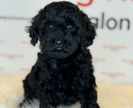 Orijinal Toy poodle Yavrular
